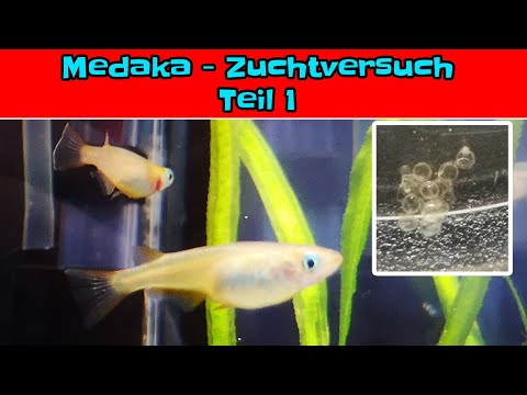 Ep. 19 - Zuchtversuch Medaka, Teil 1