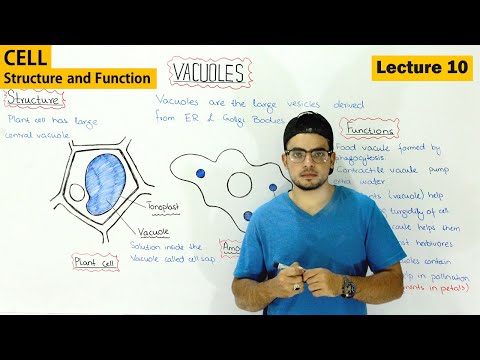 Vacuole Structure and function | Video 10