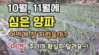 10월과11월에 심은 양파 어떤 양파가 잘 자랐을까요? 확실히 "이것" 주니까 양파 크는게 달라요 양파키우기…