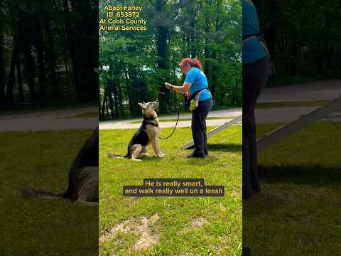 FARLEY - see video, an adoptable German Shepherd Dog in Marietta, GA_image-1