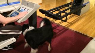 Crazy dog in bowling alley