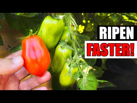 Solutions To Blossom End Rot In Tomatoes etc