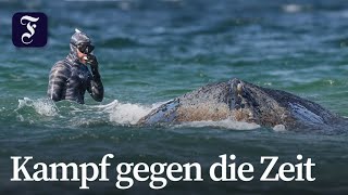 Wal-Rettungsversuche am Timmendorfer Strand dauern an