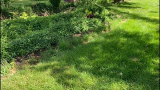 How I get rid of large areas of invasive ground cover! // TheFlowerFanatic