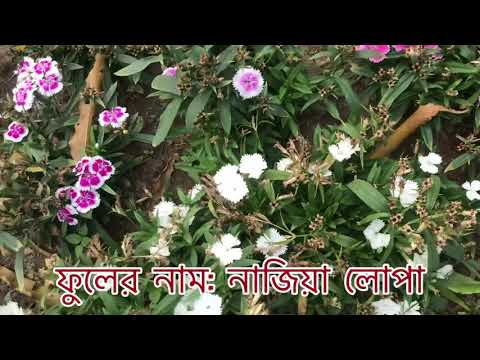 ডাইনটাস(নাজিয়া লোপা)ফুল 💕 The flowers of Daintas(Najia Lupa)