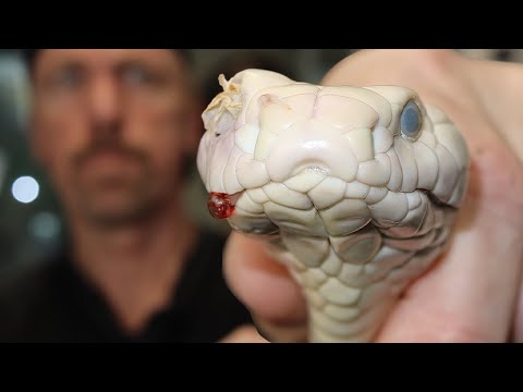 OUR RARE KING COBRA IN TROUBLE?