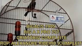 CURIÓ BIGALIS 1905