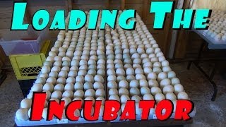 Loading The Incubator With 567 Duck &amp; 12 Goose Eggs #5 Hatching Ducklings Ducks