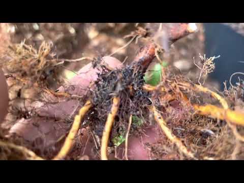 Cách sử lý cây mai con có bộ đế nôm đẹp đơn giản