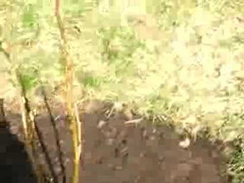 Gardening/vinbärsbuskar