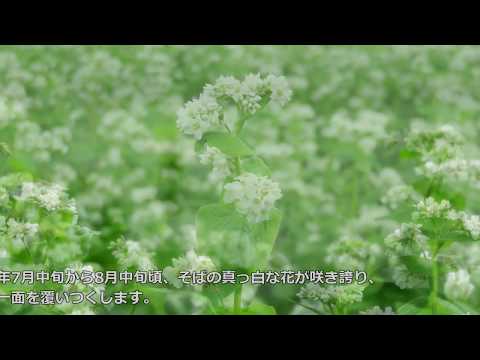 日本一のそばの里！幌加内町 そばの花と収穫の様子