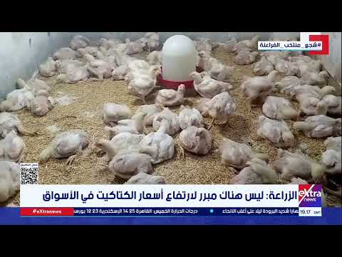 بعد قفزة الكتاكيت بنسبة 300%.. هل ترتفع أسعار الدواجن مع اقتراب رمضان 2026؟ 