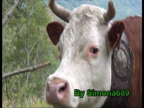 Aspettando La Grande Transumanza, curiosità della giornata, Gaayon