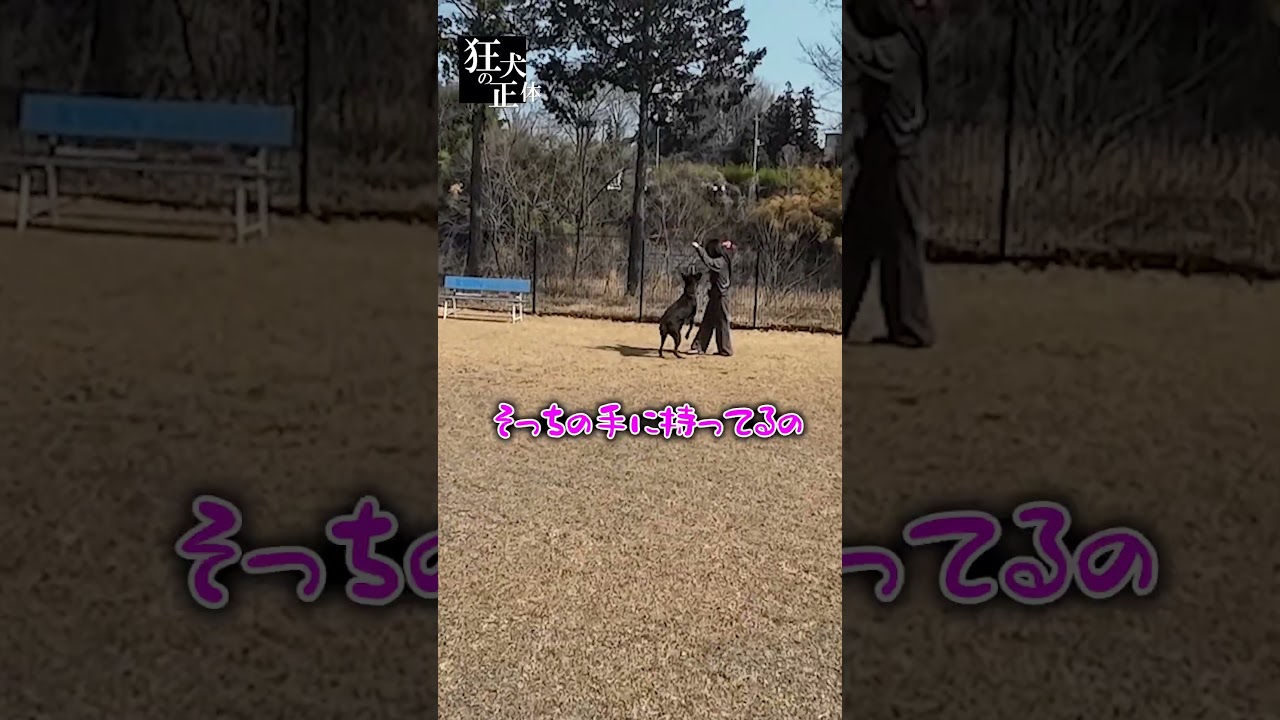 子供にも忠実なドーベルマン #ドーベルマン #長女