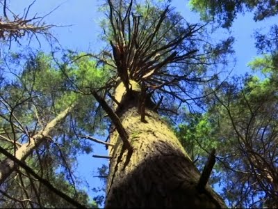 Invasive Pests Jeopardize US Forests, Kill Trees