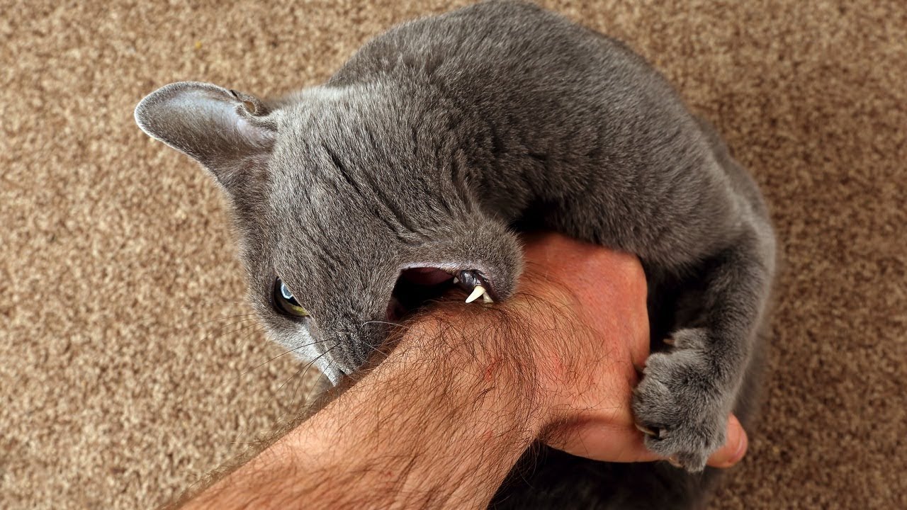 If Your Cat Bites You, Here's What It Really Means