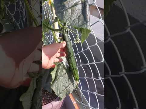 モダンな屋上テラスのレイアウト – 盗むべき 22 の素晴らしいアイデア  庭園