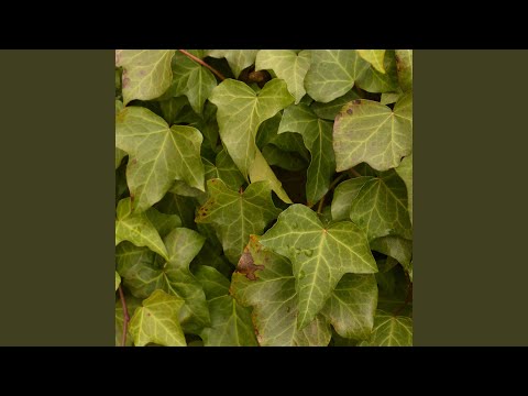 Video thumbnail for Cracks in the Pavement