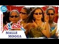 Mallemogga Video Song Good Boy Movie Rohit Navneet Kaur