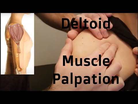 Deltoid Muscle Palpation - Anterior, Middle & Posterior Fibers - RMT Anatomy Tutorial