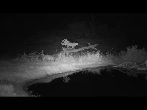 Djuma: Hosana male leopard's sleep disturbed by Hyenas - 23:43 - 07/10/19