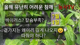 참깨재배-올해 유난히 어려운 참깨. 잎의 증상이 이상하네요. 고수님들의 조언 부탁합니다.[농사TV]