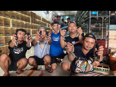 UPDATE STOK BURUNG TERBARU BESERTA HARGANYA - BURUNG KACER DADA HITAM - MURAI BATU MH 