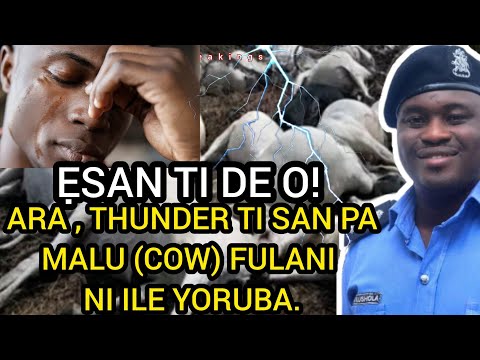 ẸSAN TI DE O! ARA,THUNDER TI SAN PA MALU (COW) FULANI NI ILE YORUBA. #breaking #trendingnow #news