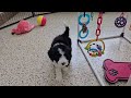 Mini Sheepadoodle dogs for sale: Coal - Video 1