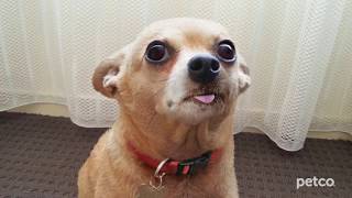 Vet Services (Petco)