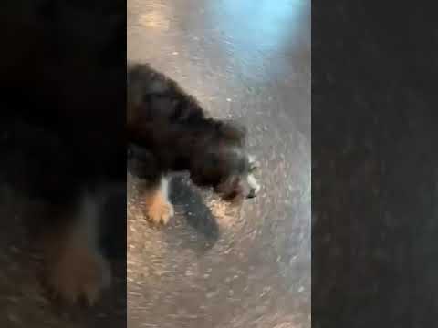 sammy - yorkie poo puppy for sale
