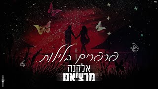 פרפרים בלילות