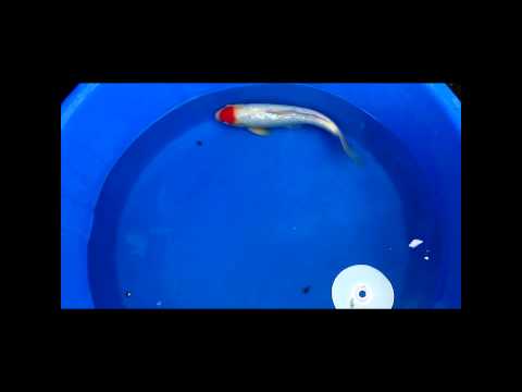 12inch GinRin Tancho Kohaku