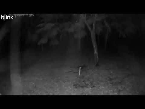 09 55 16 CabinBackYard Fox 037