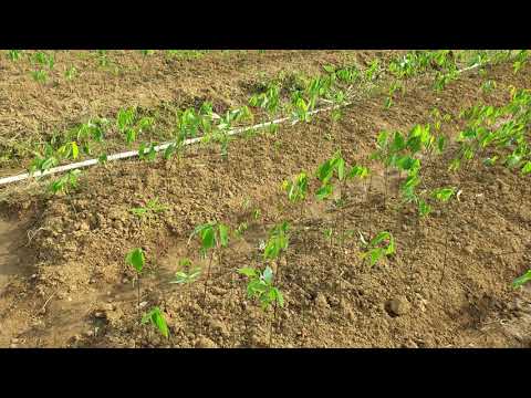 NEW RUBBER SAPLINGS PLANTING PRODUCTION UNIT I