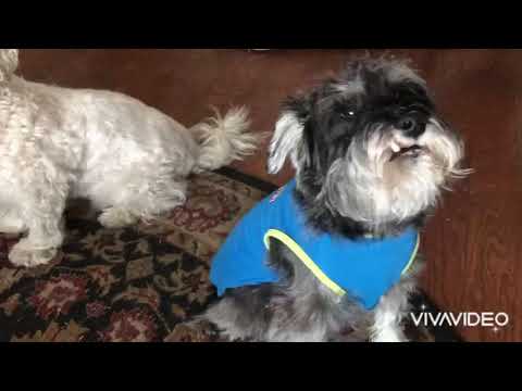 Los amores de Mami!  Se noble con los animales