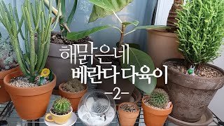 해맑은네 베란다 다육이 -2- succulents/多肉植物/たにくしょくぶつ 228화 #해맑은TV