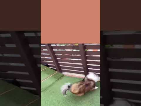 犬を懲らしめるにはどうすればいいですか?