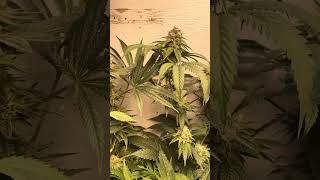 North Atlantic seed Co. Private label seeds