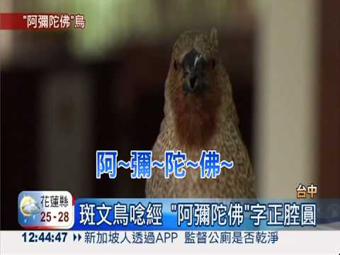斑文鳥唸經 "阿彌陀佛"字正腔圓