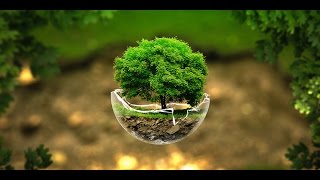 How Plants Communicate & Think