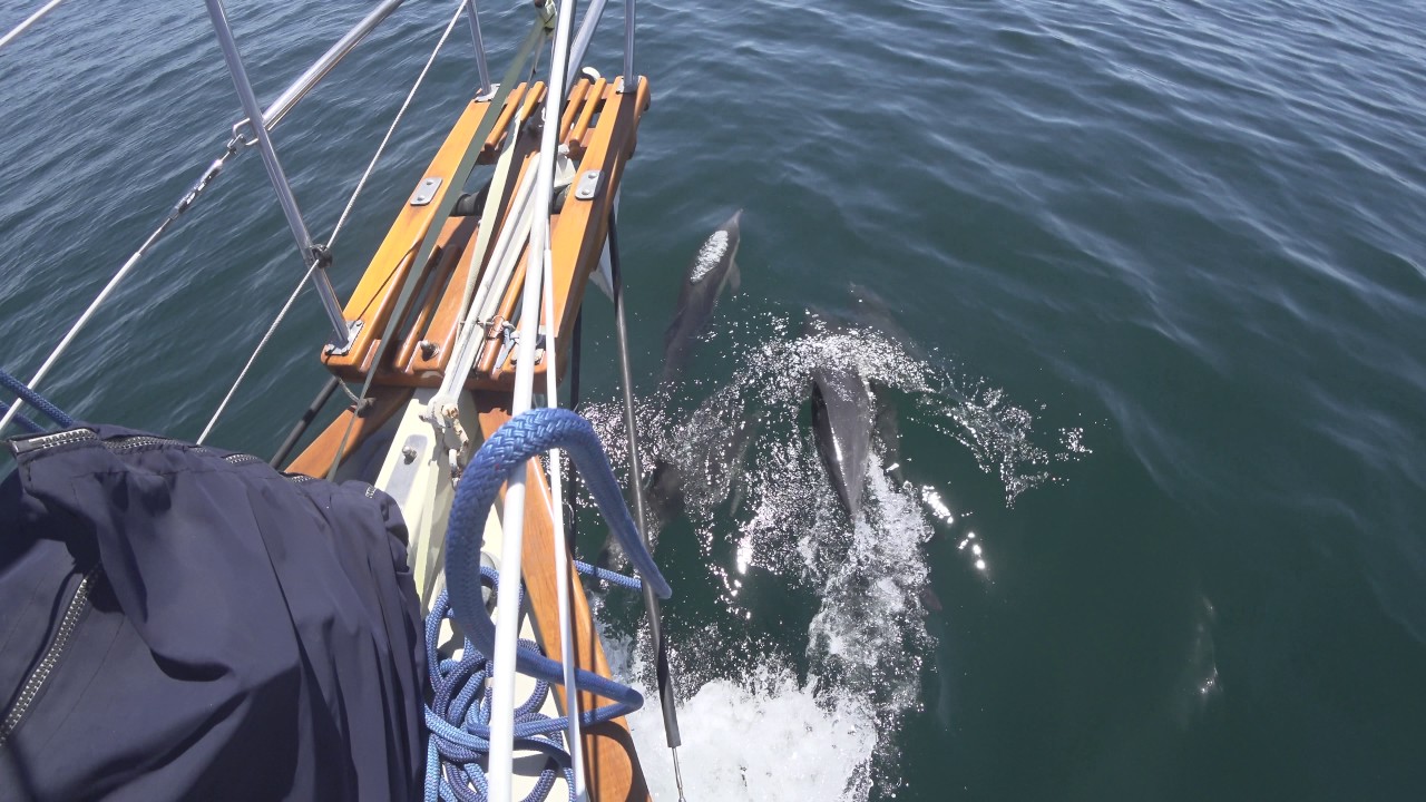 Dolphins swimming off our bow - Southern California - Keeldragger