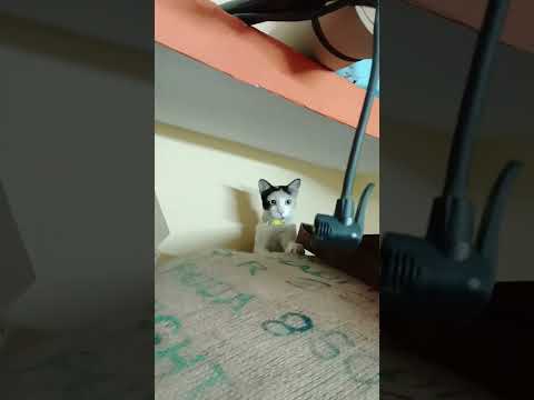 #ridafirdose #cat #catlover #catvideo #chiru