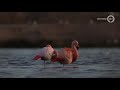 Je kunt weer flamingo's spotten net over de grens