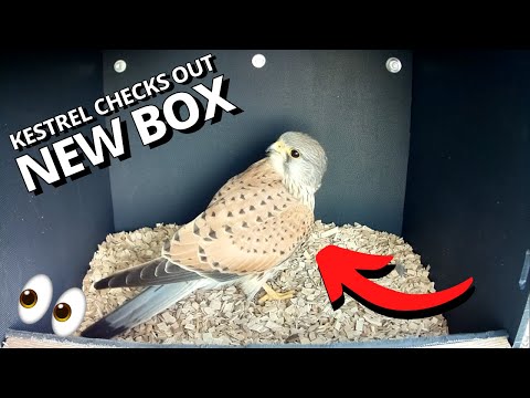 Kestrel Pair Visit New Nest Box In Blackpool UK