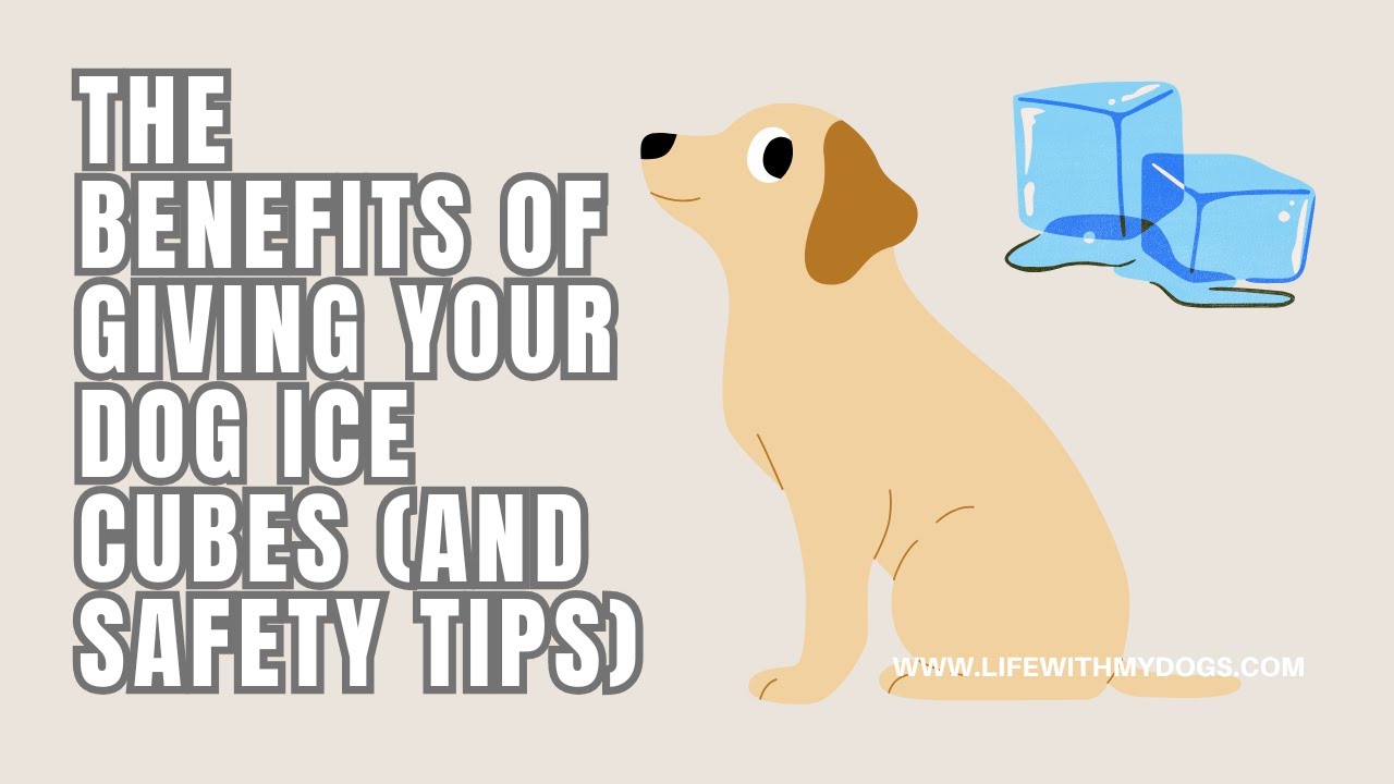 The Benefits of Giving Your Dog Ice Cubes (And Safety Tips)