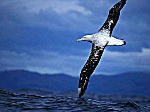 L'albatro (zangirolemix) - Marracash ft. Dargen d'Amico e Rancore