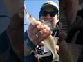 Video Thumbnail for Walleye Fishing #shorts #fishing #fypシ