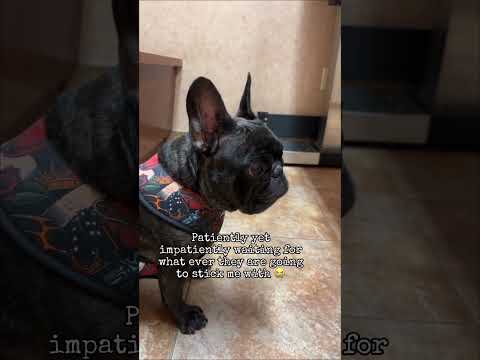 Paws-itively Hilarious Vet Visit: One Dog's Tale of Woe#dogsoftiktok #vetvisit #funnydogs