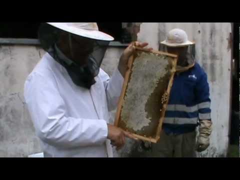 1. Apicultura practica - Analiza amanuntita a comportamentului Bio Stupului pe vatra 1/4